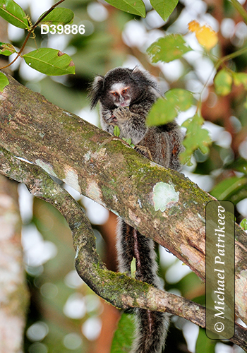 Black-tufted Marmoset (Callithrix penicillata)